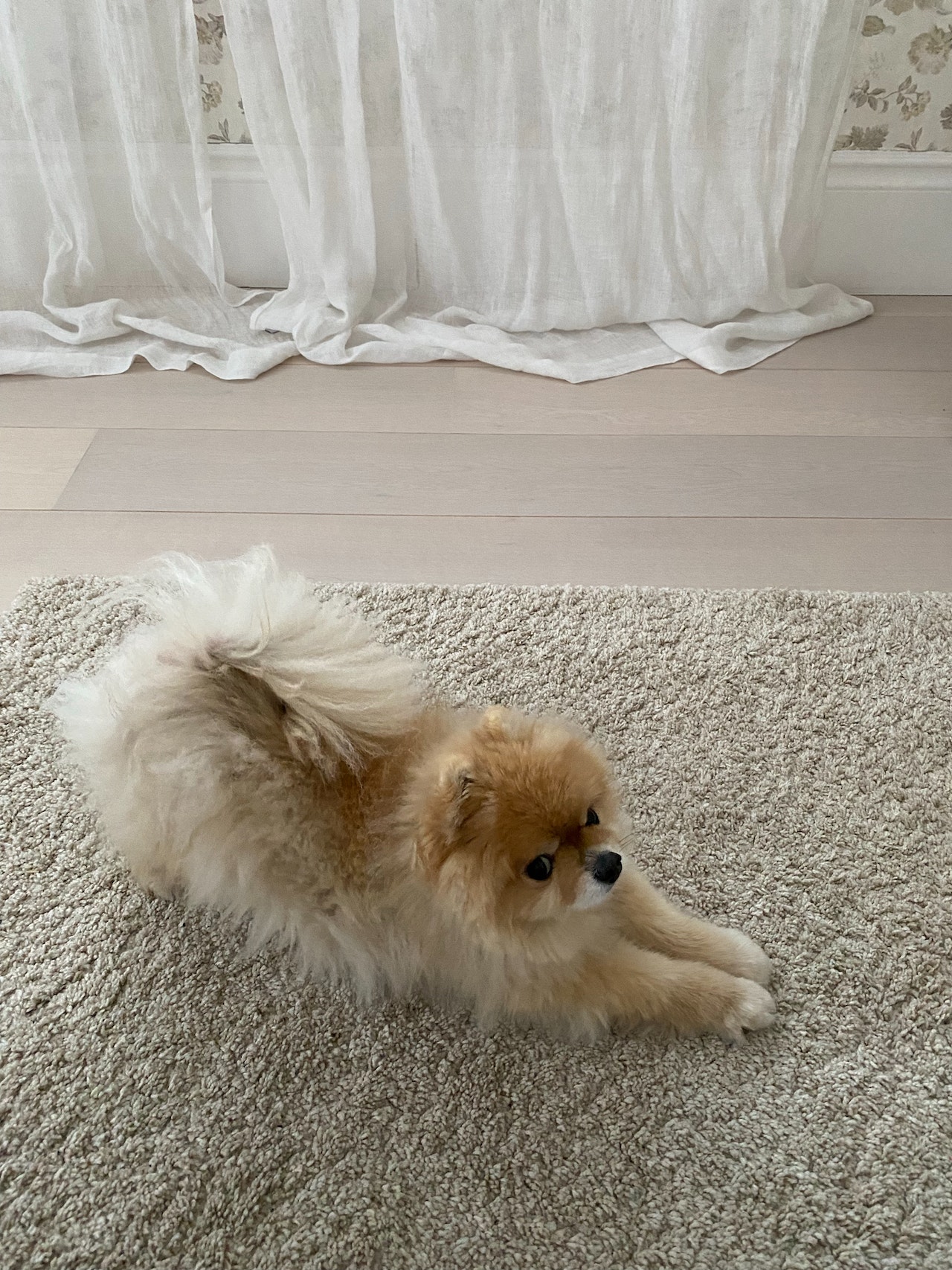 Photo by Juli ♥️ : https://www.pexels.com/photo/a-pomeranian-stretching-on-a-carpet-14810480/